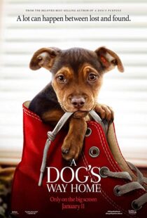 دانلود فیلم A Dog’s Way Home 20198110-1854288306