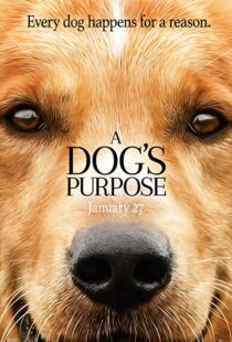 دانلود فیلم هندی A Dog’s Purpose 201741616-1383814495