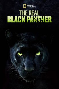 دانلود مستند The Real Black Panther 2020229564-1791065375