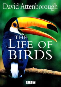 دانلود مستند The Life of Birds382058-1947737876