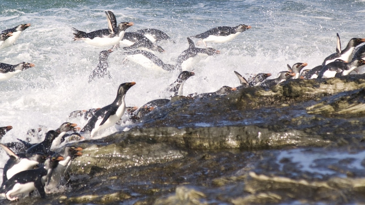 دانلود مستند Great Migrations