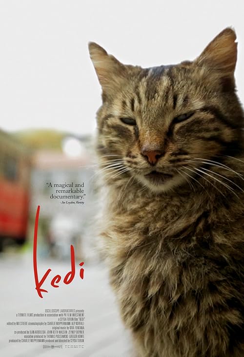 دانلود مستند Kedi 2016